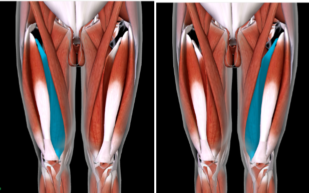 <p>Function: <strong>EXTEND LEG at KNEE</strong></p><p><strong>**Tip: </strong>Notice how the different vastus says the position of where it is in (e.g: LATERALIS = Lateral, MEDIUS = Medial, ETC) </p>