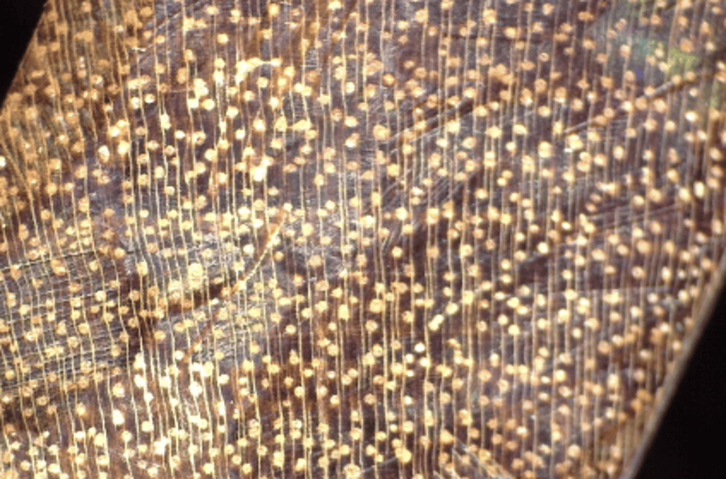 <p>Heartwood color ranges from yellowish brown to black; pores clogged with tyloses; wavy wood rays</p>