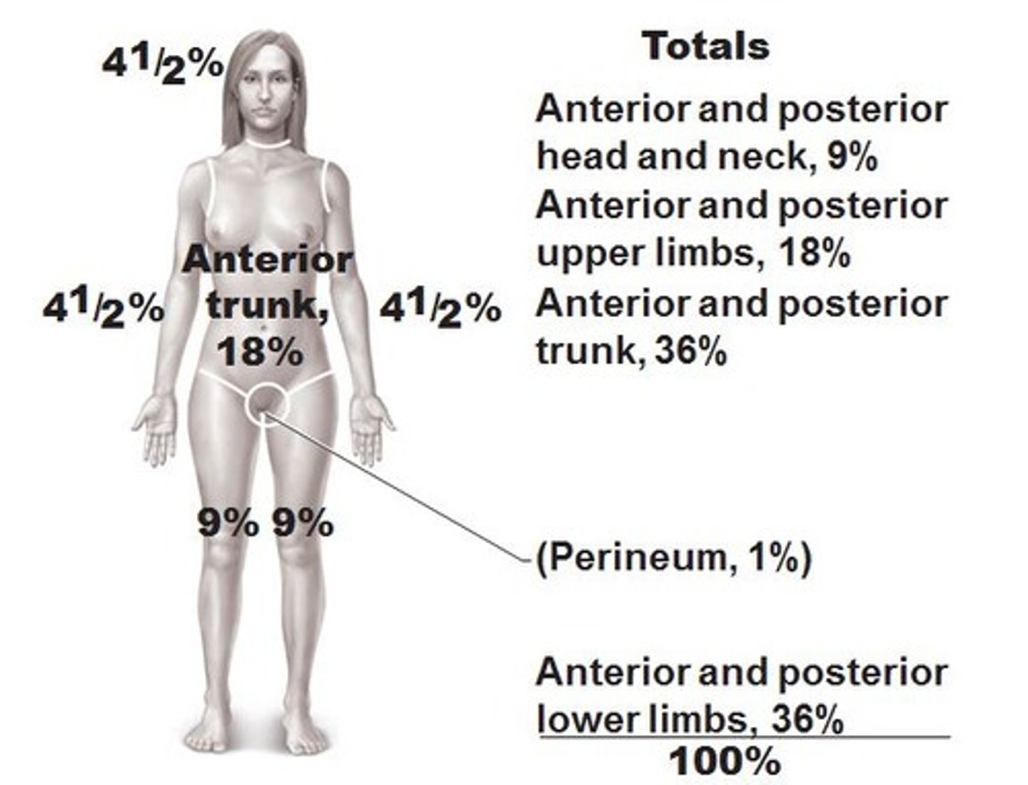 <p>head: 4.5 front 4.5 back<br>torso: 18 front 18 back<br>each arm: 4.5 front 4.5 back (each arm is 9 total)<br>each leg: 9 front 8 back (each is 18 total)<br>genitals: 1</p>