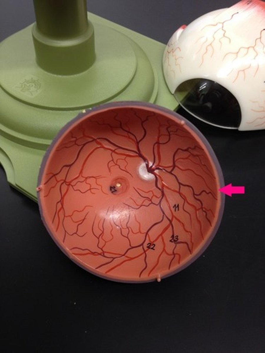 <p>Identify the orange layer.</p>