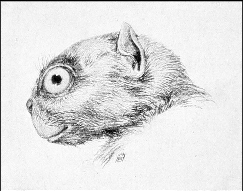 <p>Omomyids are ancestral to</p>