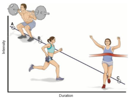 <p>Treino de resistência: maior número de mitocôndrias e capilares de fibras oxidativas.</p><p>Treino de força: maior diâmetro das fibras glicolíticas.</p>