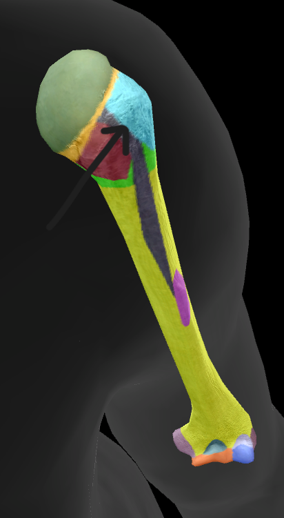 term image
