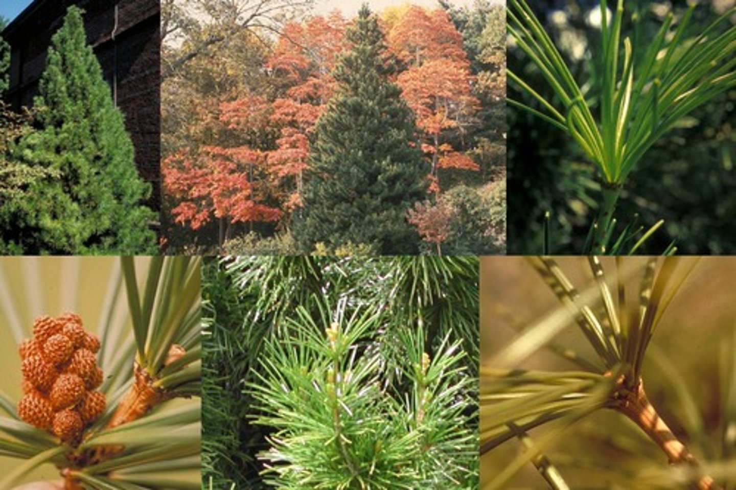 <p>Whorled needles</p>