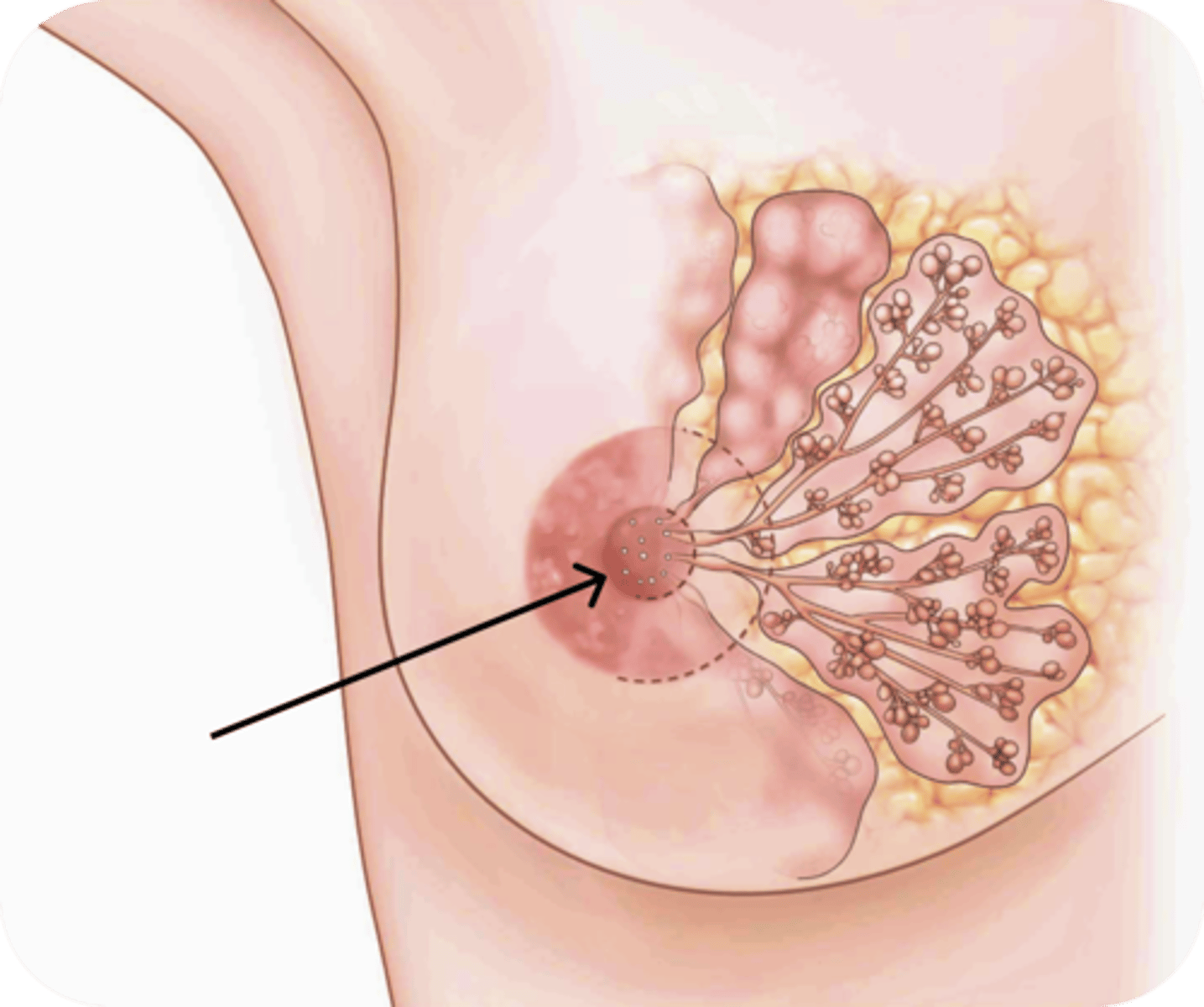 <p>nipple</p>