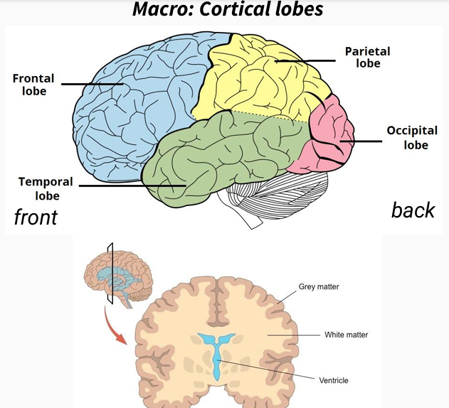<p>Recognize basic neuroanatomy, and patterns of anatomical and functional brain development </p><p> Explain the difference between “forward inference” and “reverse inference”</p><p> Explain how both behavioral and neural data inform the puzzle of face processing in infancy </p><p>Explain how both behavioral and neural data inform the puzzle of infant memory, and infantile amnesia</p>