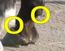 <p>name this part of the horse </p>