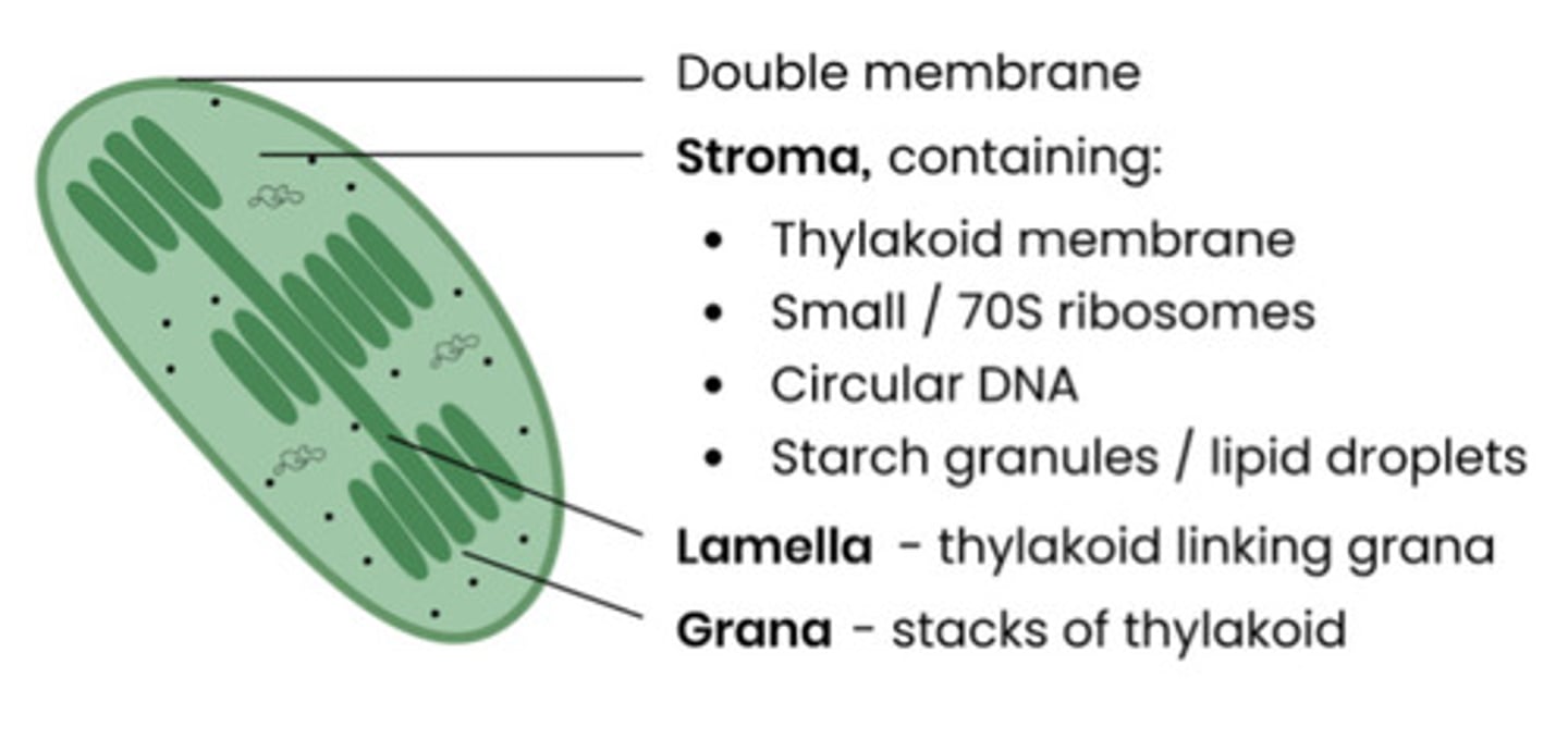 <p>stacks of thylakoids called granum surrounded by stroma with a double membrane</p>