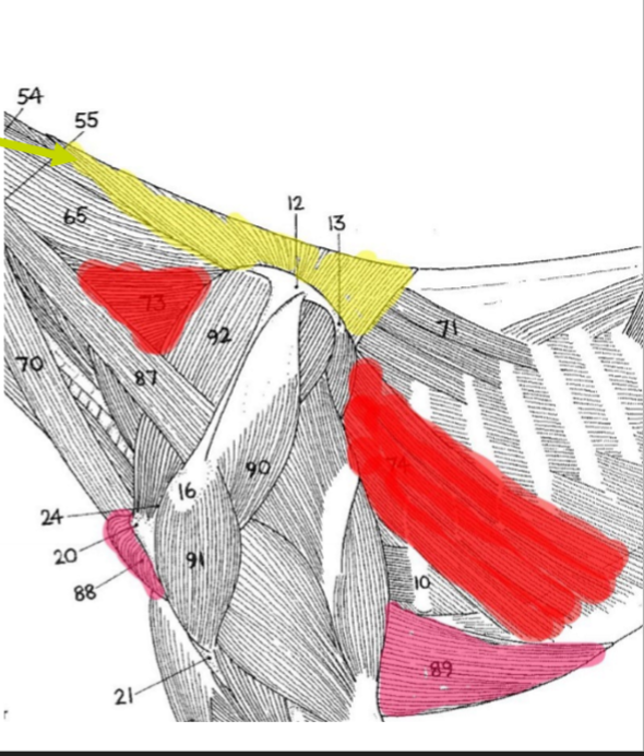 <p>Gul: Muskeln, Delar, O (samma ordning som delar), I</p>