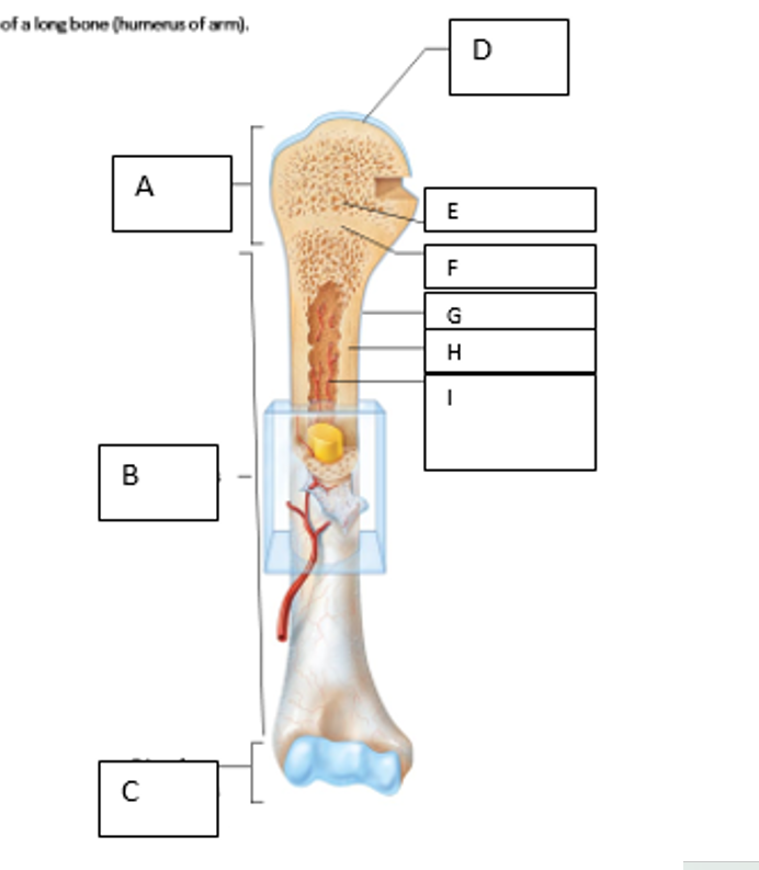 <p>c</p>