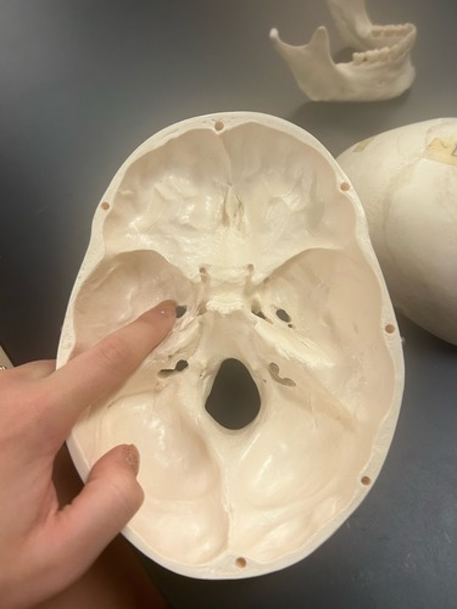 <p>name the bone</p>