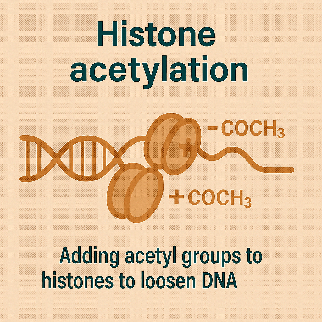 <p>Histone acetylation</p>