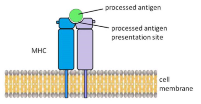 <p>Presented on a major histocompatibility complex (MHC) on cell membrane</p>