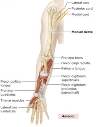 <p>innervates anterior forearm</p><p>innervates thenar muscle</p><p>middle nerve of the “M”</p>