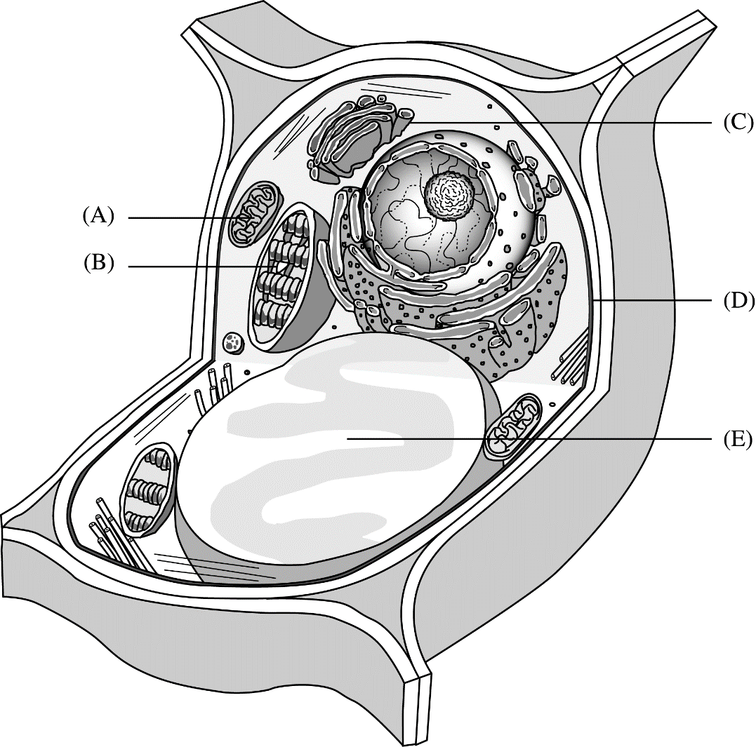 <p>The following questions refer to the following diagram. For each phrase or sentence, select the labeled part to which it is most closely related. Each option may be used once, more than once, or not at all for each group.</p><p>Site of glucose synthesis</p>