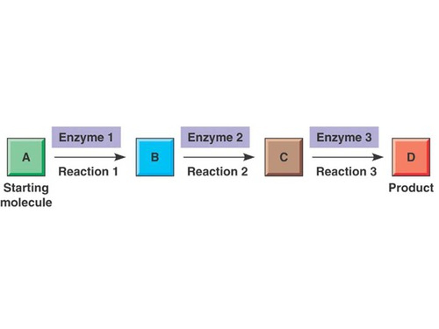 <p>A series of metabolic reactions that begin with one substance and end with another.</p><p>An example is glycolysis as part of respiration. Glycolysis begins with one 6-carbon compound and ends with the final products being 2 3-carbon compounds.</p>