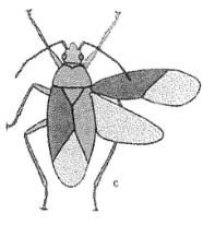 <p>True bugs</p>