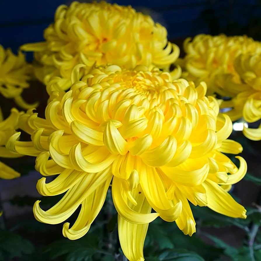 <p>Chrysanthemum</p>