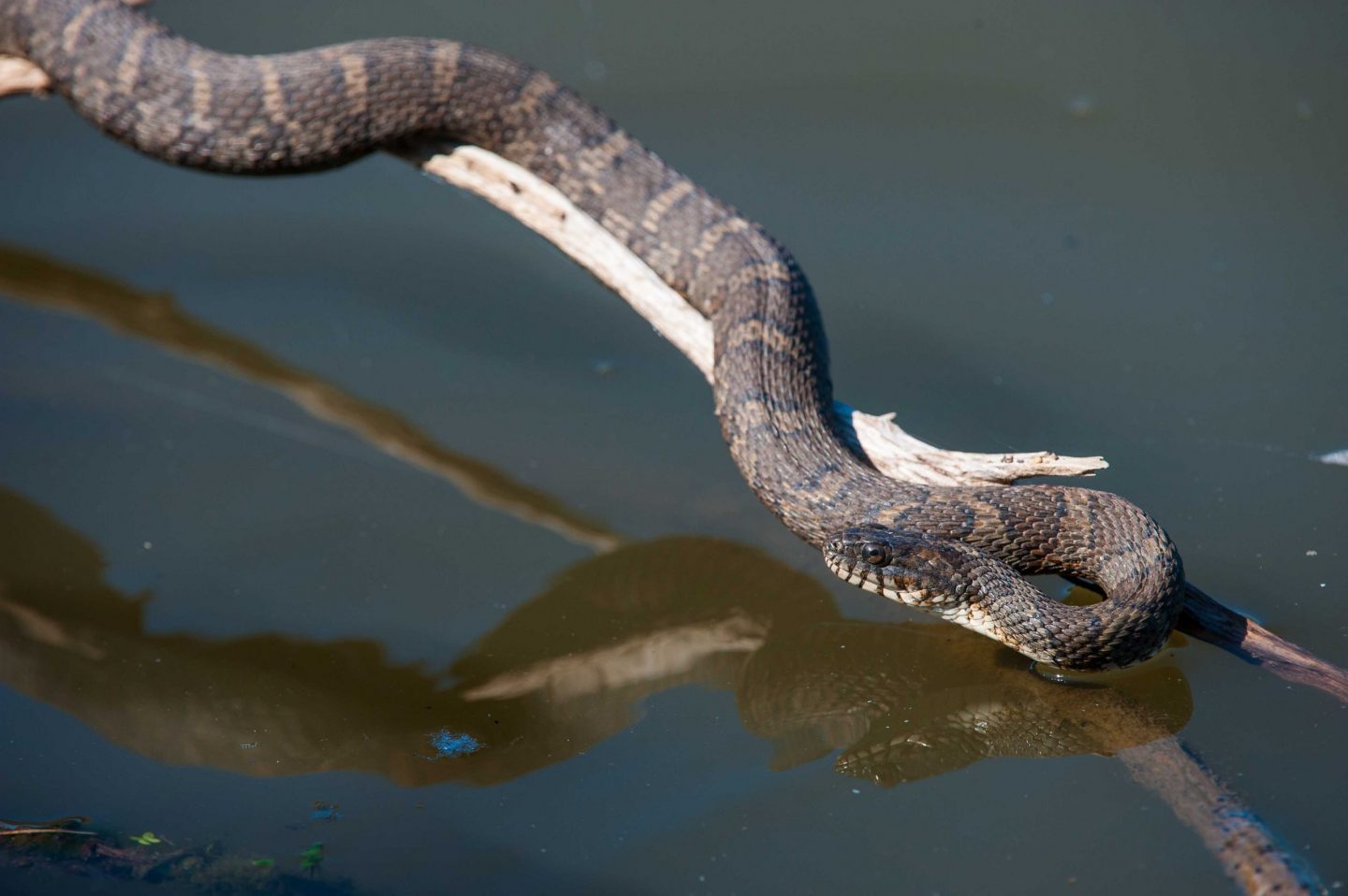 <p>water snakes</p>