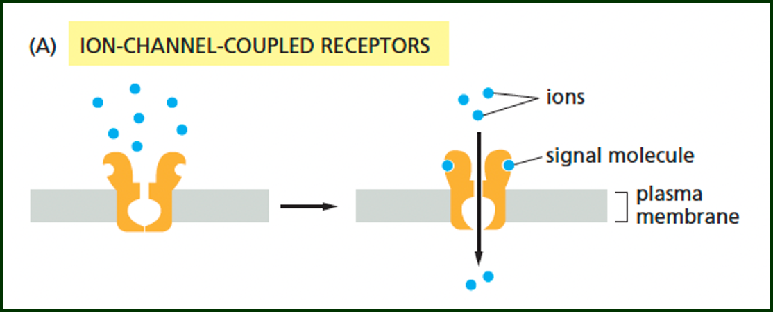 <p>outline ion channel receptors (membrane receptor)&nbsp;</p>