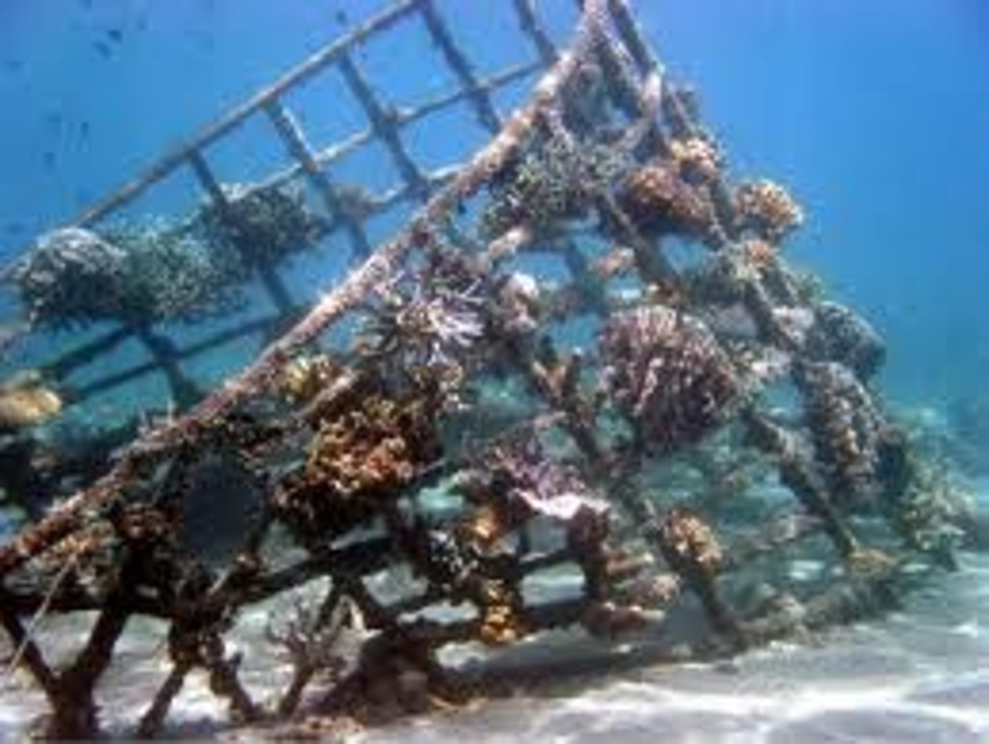 <p>a man-made, underwater structure, typically built for the purpose of promoting marine life in areas of generally featureless bottom.</p>