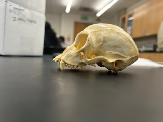 <p>What is the name of the species?</p>