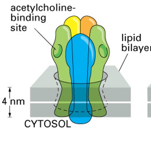 knowt flashcard image