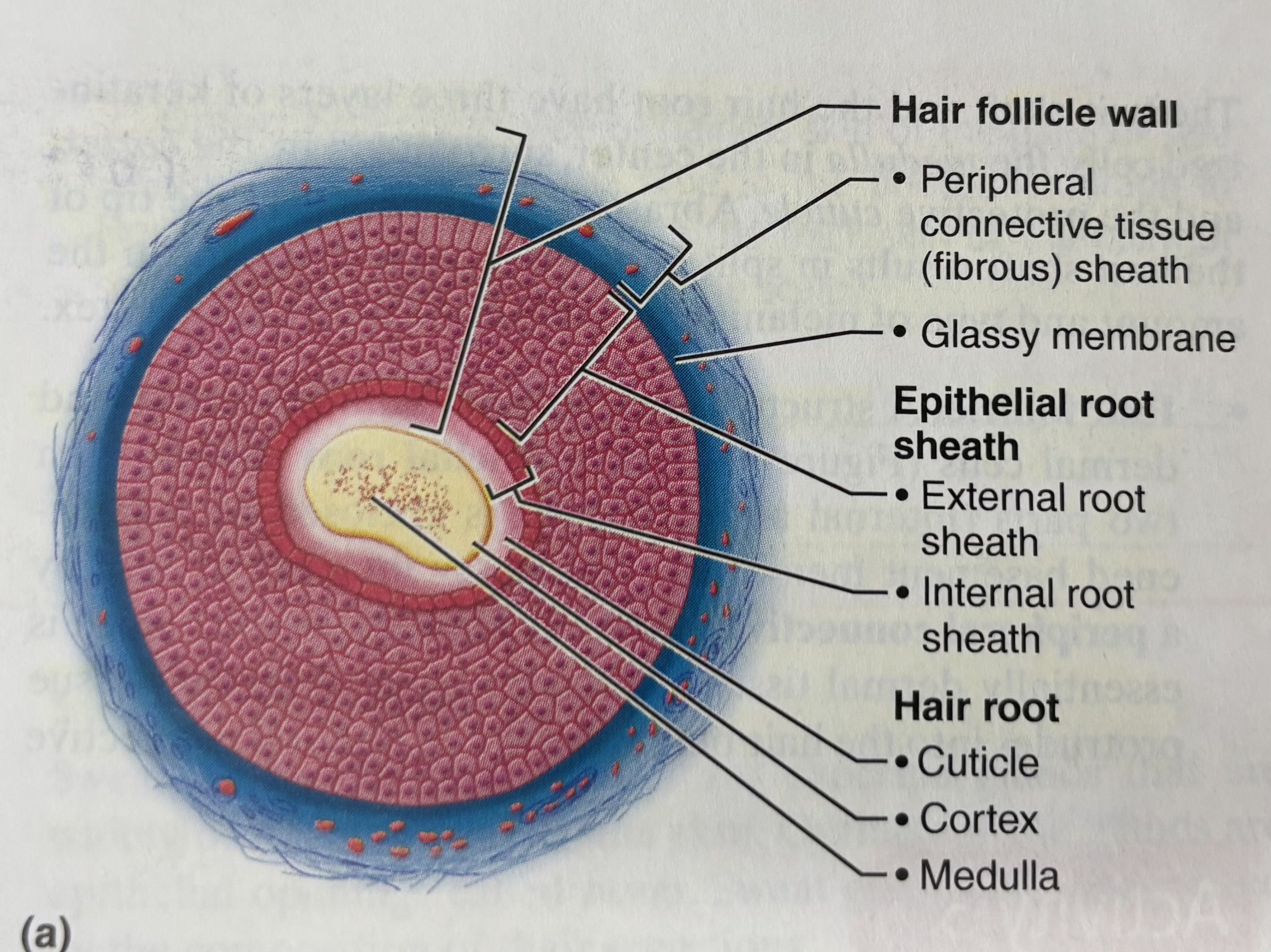 <p>structure formed by both epidermal and dermal cells. Contains the hair follicle wall &amp; peripheral connective tissue (fibrous) sheath), epithelial root sheath (with external and internal root sheat) and hair root (medulla, cortex, cuticle)</p>