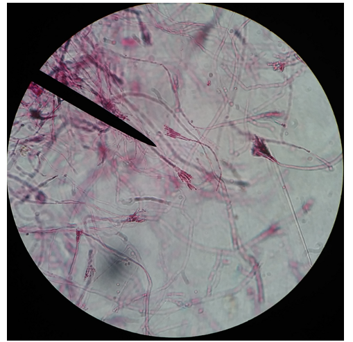 <p>What is this an image of?</p>