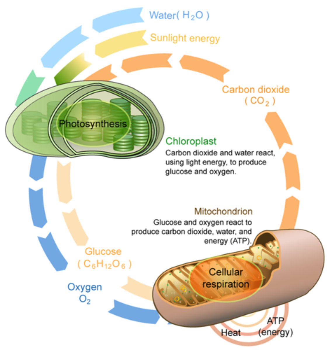 <p>Respiration= energy stored-energy released</p><p>Photosynthesis=sunlight-energy stored</p>