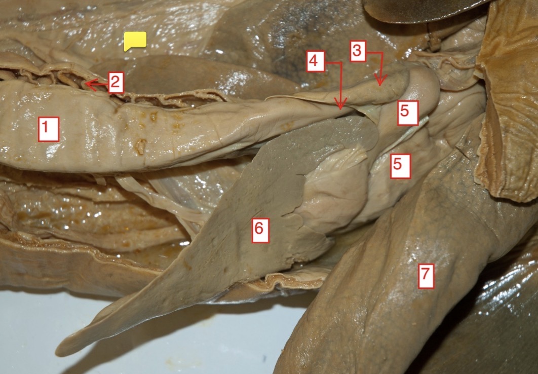 <p>female spiny dogfish- (2)</p>