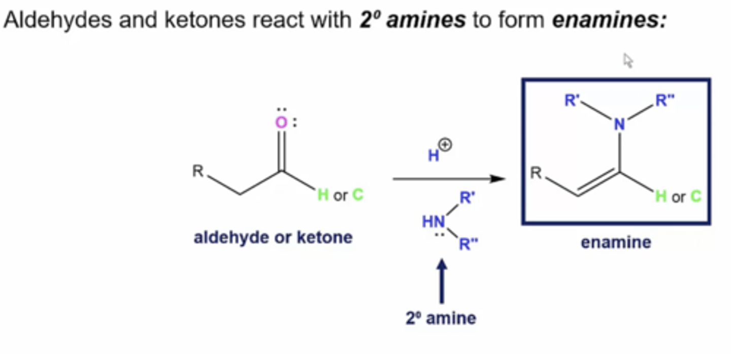 <p>you form an enamine (alkene+amine):</p><p>1. the nitrogen in the amine will take the place of the carbonyl oxygen, with a double bond on the most substituted carbon</p>