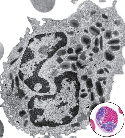 <p>what kind of leukocyte is this? is it granular or agranular?</p>