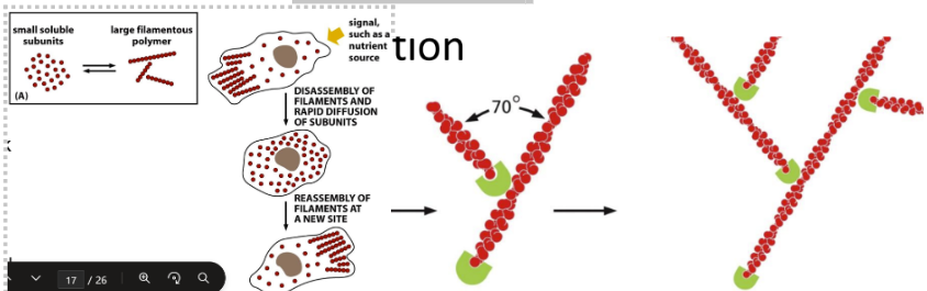 <p><em>Assembly</em> = subunit assembly and disassembly occurs rapidly because of weak non-covalent linkages&nbsp;</p><ul><li><p class="Paragraph SCXW191511760 BCX0" style="text-align: left">Filament <strong>nucleation </strong>is process of initial aggregation&nbsp;</p></li></ul><ul><li><p class="Paragraph SCXW191511760 BCX0" style="text-align: left">Branching nucleation &amp; actin web&nbsp;</p><ul><li><p class="Paragraph SCXW191511760 BCX0" style="text-align: left">Arp2 &amp; Arp3 serve as nucleation hubs&nbsp;</p><ul><li><p class="Paragraph SCXW191511760 BCX0" style="text-align: left">Bind to preexisting actin filaments to form a web and act as a plus end for monomer addition&nbsp;</p></li></ul></li></ul></li><li><p class="Paragraph SCXW191511760 BCX0" style="text-align: left">New actin subunits added on the plus end</p></li></ul><p></p>