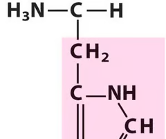 <p>What Amino Acid is This?</p>