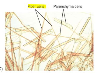 <p>long and flexible</p><ul><li><p>found where strength and flexibility are important such as wood</p></li><li><p>vascular tissue</p></li></ul><p></p>