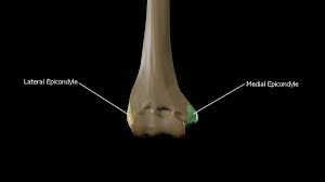 <p>Muscle attachment sites for hand and finger movement.</p><p></p>