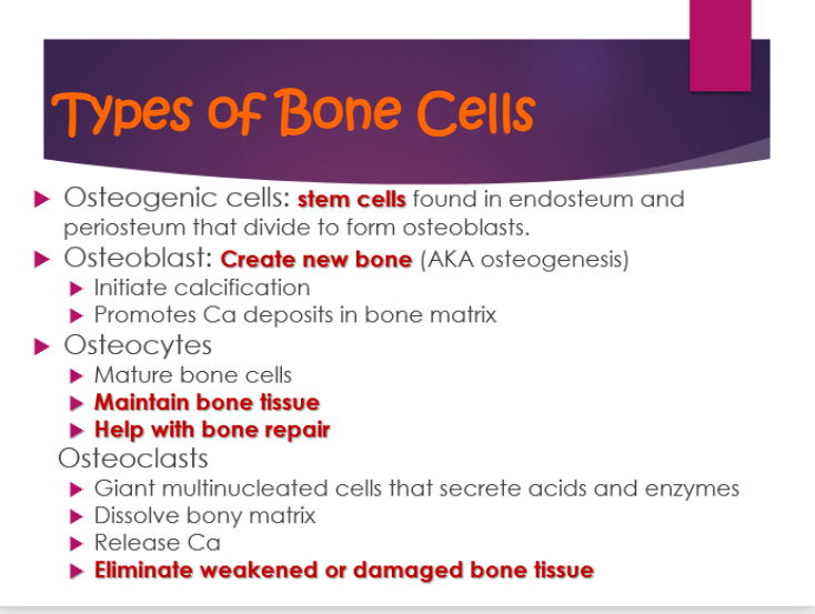 <p>a. giant multinucleated cells that secrete acids and enzymes</p><p>b. dissolve bony matrix</p><p>c. release ca</p><p>d. eliminate weakend or damaged bone tissu</p>