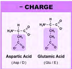 <ol><li><p>the one letter codes are unusual</p></li></ol><p>the one letter code for aspartic acid is D, the one letter code for glutamic acid is E, why? D &amp; E because both aa combined are dicarboxylic acids (they have two carboxylic acids combined). D for aspartic acid because it comes first, E for glutamine (Edicarboxylic acid= GlutamE) </p><ol start="2"><li><p>a aspartic acid has one CH2, glutamic acid has a second CH2. </p></li><li><p>the O with the negative charge is the one that gives up the proton. </p></li><li><p>Two oxygen on both (resonance)</p></li></ol><p>-resonance hybrid to stabilize the negative charged form after donating the proton. </p><p>-highly acidic because the conjugate base is strong due to resonance stabilization. </p><p>-negative charge able to form <strong>salt bridges</strong>, bind metal ions, and help keep protons soluble in aqueous environment. </p><p></p>