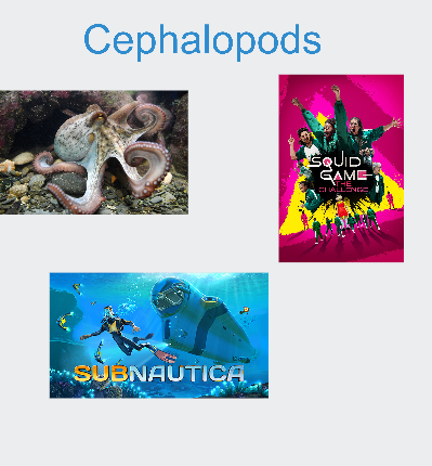 <p>Cephalopods</p>