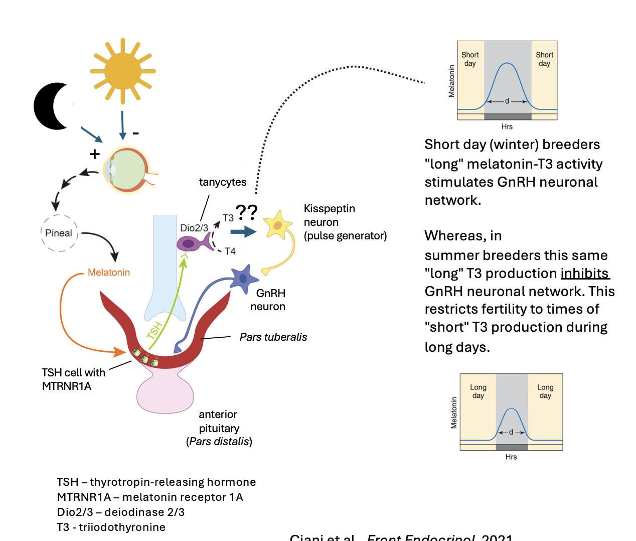 <ol><li><p>Pineal releases melatonin</p></li><li><p>Melatonin received at MTRNR1A (melatonin receptor 1A) on the TSH cell of the <em>Pars Tuberalis</em></p></li><li><p>These cells release TSH (Thyrotopin-releasing hormone) onto </p></li><li><p><strong>Tanycytes</strong></p></li><li><p>Tanycyte used <strong>dio2/3</strong> (deiodinase 2/3) to convert T4→ T3</p></li><li><p>stimulates kisspeptin neuron <strong>pulse generator</strong></p></li><li><p>This stimulates the GnRH neuron  (in different ways)</p><ul><li><p>short day= melatonin-T3 activity→ <strong>stimulates GnRH neural network</strong></p></li><li><p>long day= melatonin T3 production→<strong>inhibits</strong> GnRH neuronal network→ restricts fertility to times of short T3 production</p></li></ul></li><li><p>This connects to the <em>Pars tuberalis </em>just above the anterior pituitray</p></li><li><p>Anterior pituitary stimulates to release LH/FSH </p></li></ol><p></p>