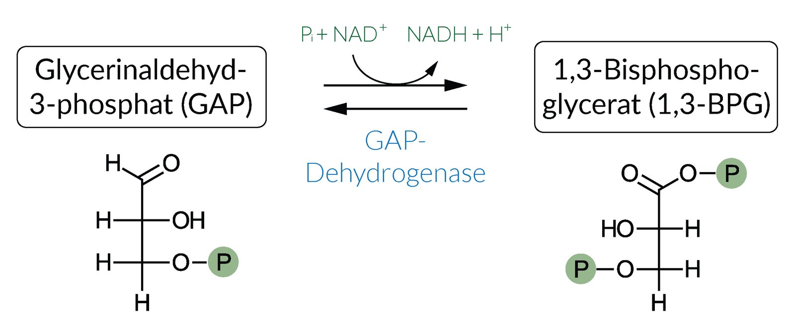 <p>B. Glyceraldehyde-3-phosphate dehydrogenase</p>