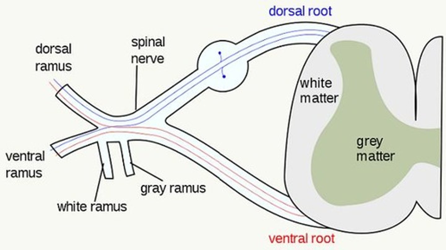<p>Dorsal horns receive information from sensory neurons (cell bodies located in the dorsal root ganglia). Signals from sensory neurons reach spinal cord via dorsal roots.</p>