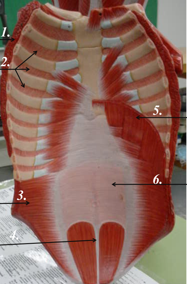 <p>What is Muscle is #5.</p>
