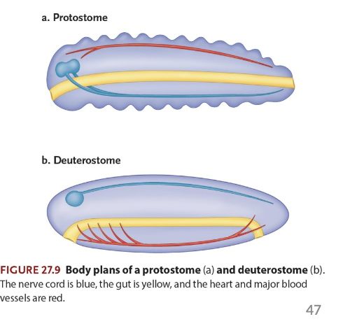 <ul><li><p>Repeating</p></li><li><p>Occurs in both protostomes &amp; deuterostomes (chordates, arthropods, annelids)</p></li><li><p>Dorsoventral orientation of central nervous system &amp; the main elements of circulatory system</p></li></ul><p></p>
