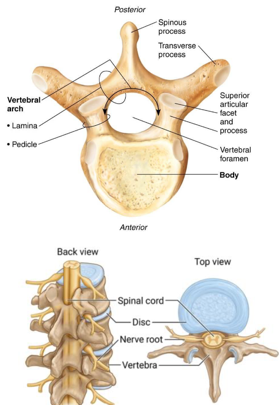 <ul><li><p><strong>Body</strong>: anterior region</p></li><li><p><strong>Vertebral Arch</strong>:</p><ul><li><p><strong>2 Pedicles</strong></p></li><li><p><strong>2 Laminae</strong></p></li></ul></li><li><p><strong>Vertebral Foramen</strong>: enclosure formed by body &amp; arch</p></li><li><p><strong>Vertebral Canal</strong>: series of foramina</p></li><li><p><strong>Intervertebral Foramina</strong>: lateral openings between vertebrae</p></li></ul><p></p>