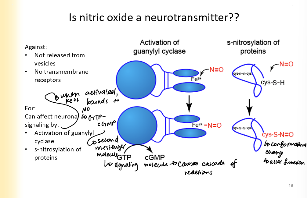 <p><strong>Against:</strong></p><ul><li><p>not released from vesicles</p></li><li><p>no transmembrane receptors</p></li></ul><p>For:</p><p>can affect neuronal signaling by:</p><ul><li><p>activation of guanylyl cyclase (Fe2+ binds to NO, then gmp turns into cGMP which is second messenger and causes signalling cascade)</p></li><li><p>s-nitrosylation of proteins (causes conformational change that alters function)</p></li></ul><p></p>