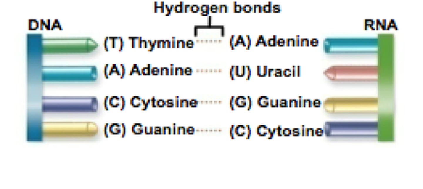 <p>Describes which nucleotides can form hydrogen bonds with each other. C pairs with G, A pairs with T (or U in RNA).</p>