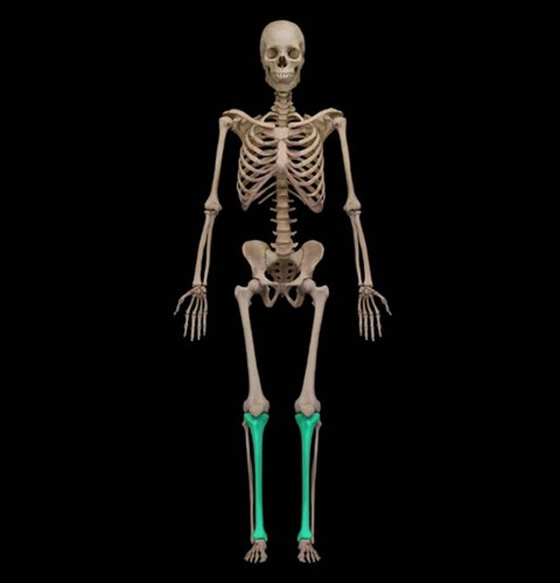 <p>ID bone in blue</p>