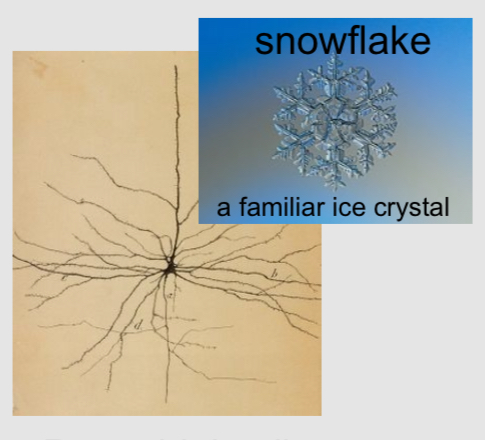 <p>It is a mixture of silver nitrate and potassium chromate which crystallizes 2% of neurons and causes them to become black and easier to see</p>